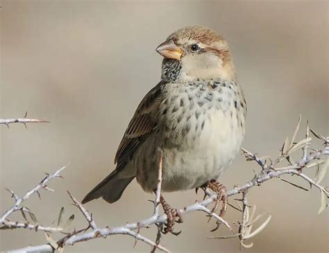 Types Of Sparrows Facts And Photos