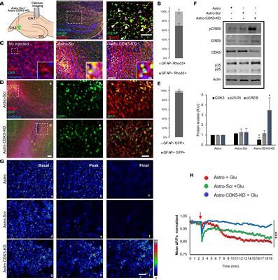 Frontiers Targeting Cdk In Astrocytes Promotes Calcium Homeostasis