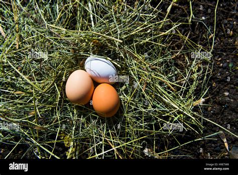 Fresh Eggs On Hay Stock Photo Alamy