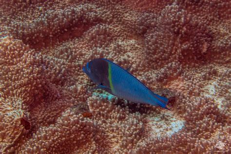 Bluespotted Wrasse Facts And Photographs • Seaunseen