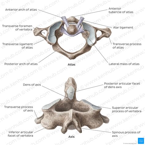 Shown Here Is The First Cervical Vertebra Atlas Vector Off