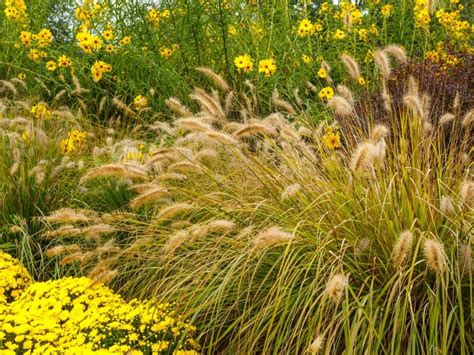 Ornamental Grasses For Minnesota Michigan Wisconsin Iowa