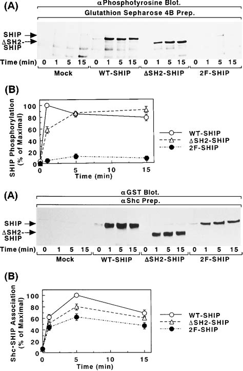 Figure From Role Of The Src Homology Sh Domain And C Terminus