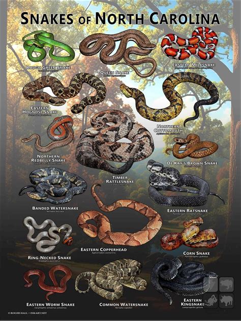 Snakes Of North Carolina Poster Print Field Guide Etsy