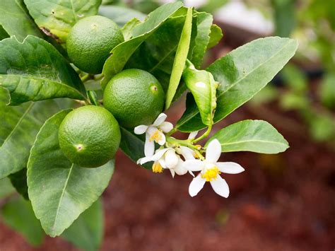 How To Grow And Care For Limes Lovethegarden