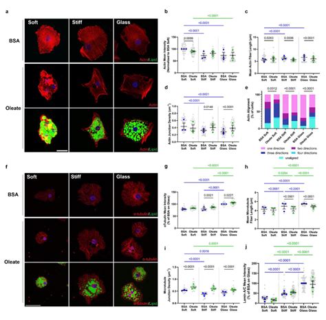 Lipid Droplets Disrupt Cytoskeletal Fibers A Representative Images