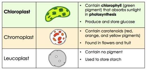 Processing Cellular Energy Plastids Expii