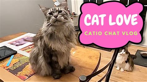 If You Love Big Affectionate Cats Catio Chat Vlog Pets Animals