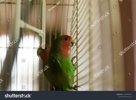 855 Red headed lovebird Images, Stock Photos & Vectors | Shutterstock