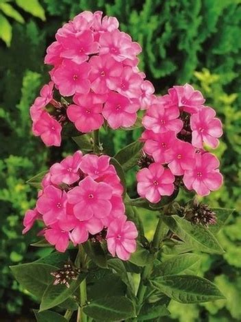 Floks Phlox Windsor Płomyk Wiechowaty Floks Różowy Floksy Płomyki