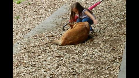 Adotta Meleagro Il Cane Di Pompei Youtube