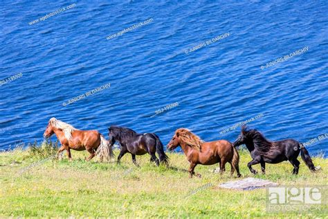 Shetland Pony Four Stallions Trotting On A Pasture Above The Sea