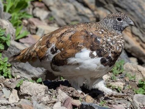 Phasianidae Browse by Family, All About Birds, Cornell Lab of Ornithology