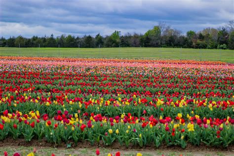 A visit to a Virginia Tulip Farm - Tiramisu For Breakfast