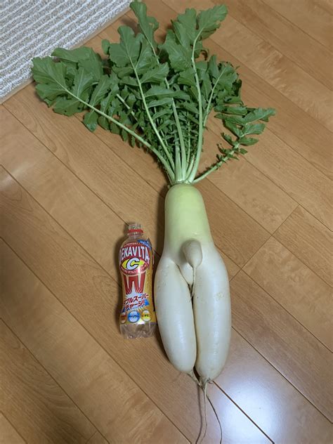 Japanese Harvests Radish With Willy Slices It Off For Fertiliser