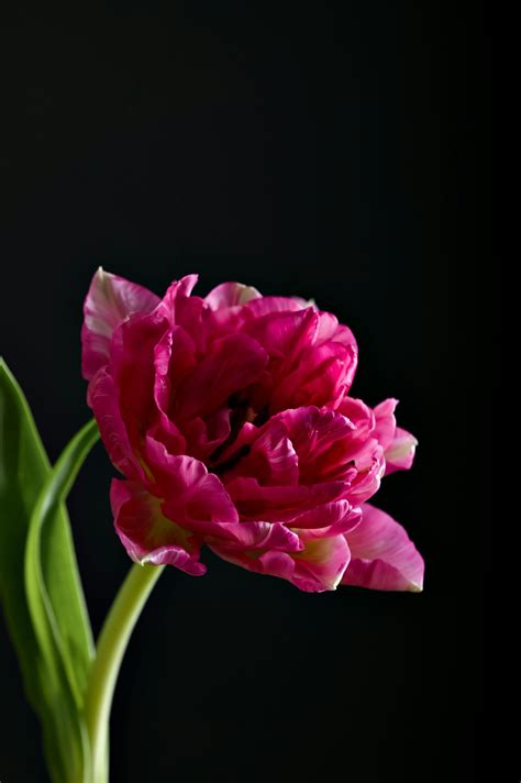 3D Scan of a Flower on a Black Background · Free Stock Photo