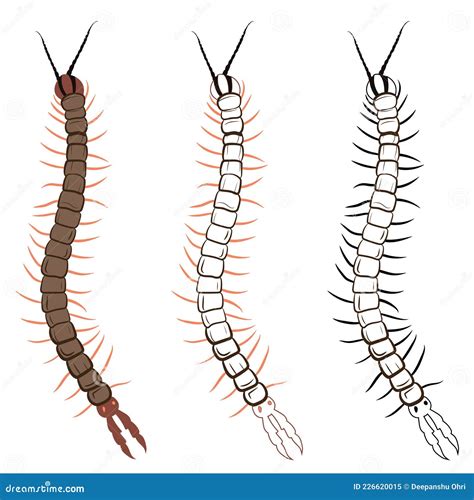 Centipede Or Chilopoda Vector Illustration Stock Vector Illustration