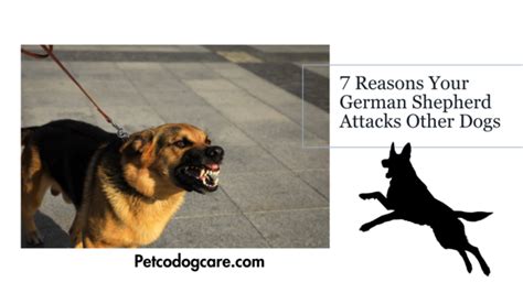 German Shepherd Aggression: Understanding, Preventing, and Managing - Petco Dog Care