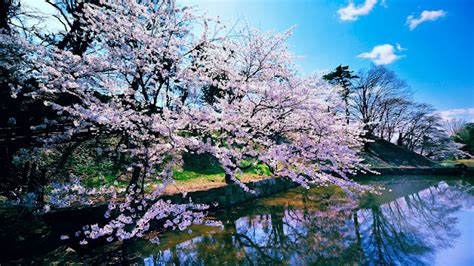 Bomen Met Roze Bloemen Hd Wallpapers