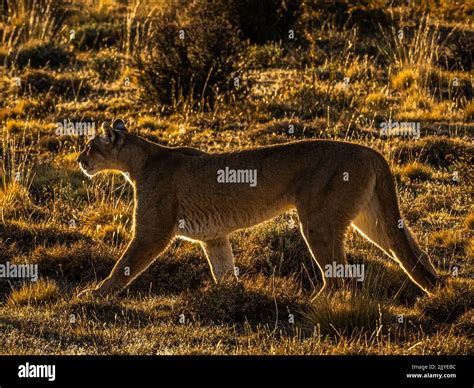 On the prowl, Hunting, Puma (Puma concolor), Torres del Paine National ...