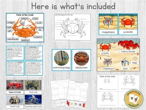 Parts Of Crab Life Cycle Types Nomenclature Part Cards Facts