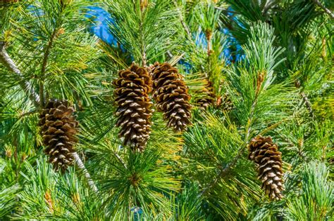 Types Of Pine Trees