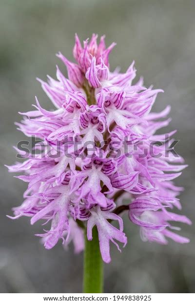 Naked Man Orchid Orchis Italica On Stock Photo Shutterstock