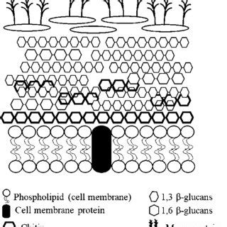 The structure of yeast cell wall. Concepts were based on Lipke and ...