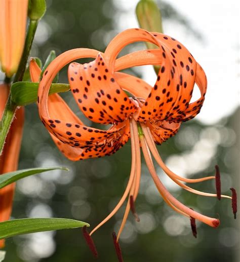 20 Tiger Lily Seeds lilium Columbianum Spotted Flowers | Etsy