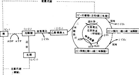 运动中糖的有氧代谢 中学教学百科 百科知识