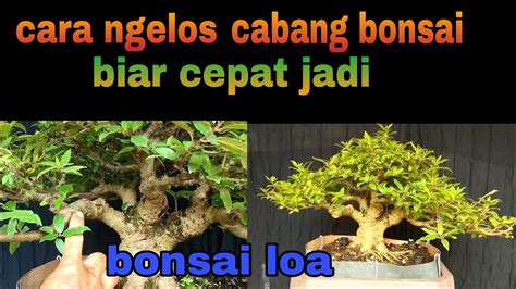 Bonsai Loa Cara Ngelos Cabang Bonsai Loa Yang Baik Dan Efektif