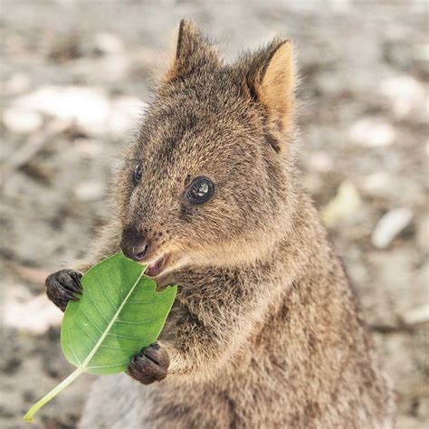 Why The Quokka Is The Cutest Animal In The World (VIDEO)