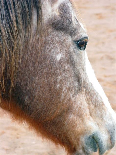 Aging Horse Profile stock image. Image of equine, eyelid - 12144347