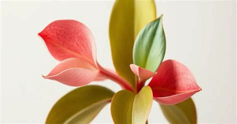 Soñar con Vagina Revelações Impactantes