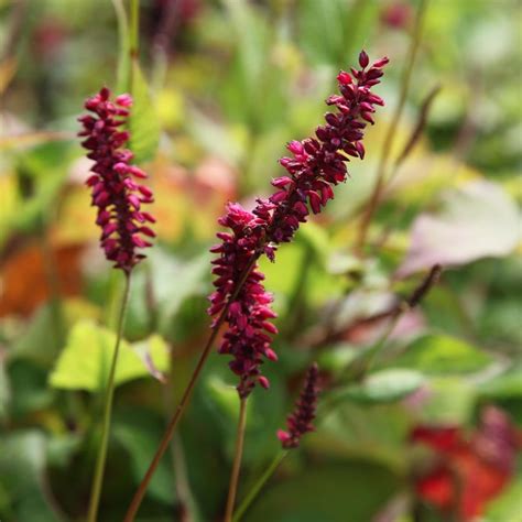 Buy Red Bistort Persicaria Amplexicaulis Firetail £649 Delivery By Crocus