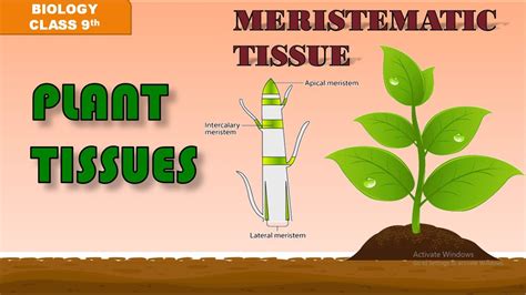 Ch Tissues L Meristematic Tissue L Class Th L Ncert L Cbse Youtube