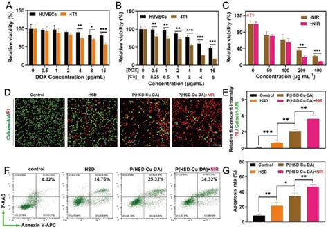 In vitro anti-tumor activity of P(HSD-Cu-DA) NPs. Cell survival of 4T1 ... 