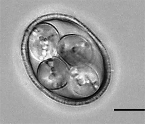 Coccidia (a.k.a. Apicomplexa) - Encyclopedia of Arkansas