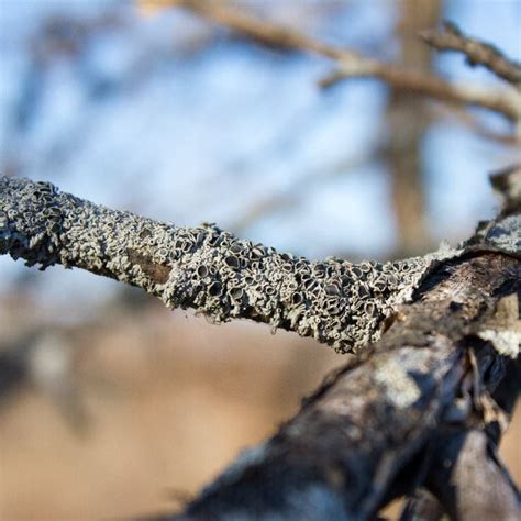 Омоложение старой коры на плодовых деревьях — FloweryVale.ru ...