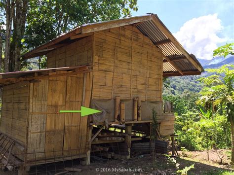 Stingless Bees, Honey Bees and other Bees of Sabah - MySabah.com