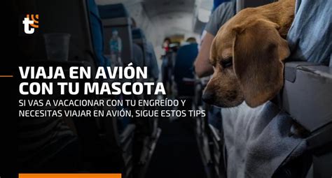 Requisitos Para Viajar Con Mascotas C Mo Puedo Viajar Con Mi Mascota