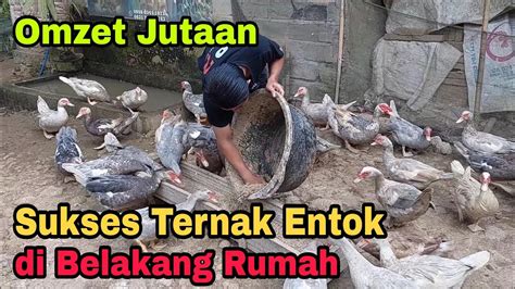 Sukses Ternak Entok Di Belakang Rumah Rahasia Omzet Rp Juta Bulan