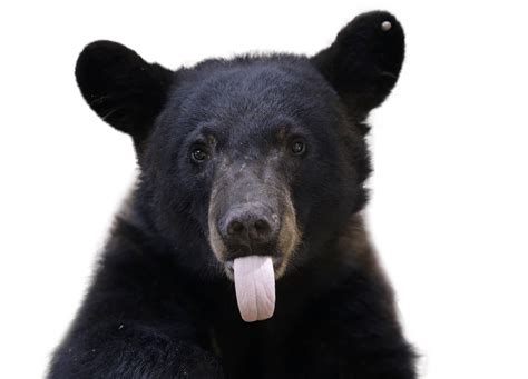 The black bear population is growing in Missouri | KSNF/KODE ...