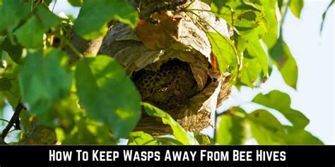 How To Keep Wasps Away From Bee Hives 4 Effective Strategies