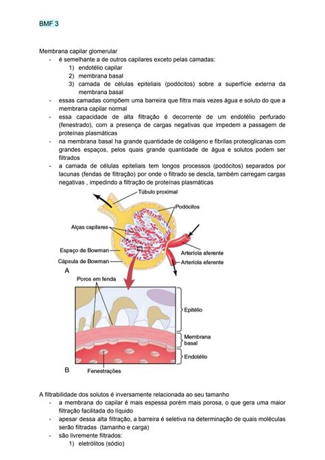 Solution Filtrac A O Glomerular Fluxo Sangui Neo Renal Studypool