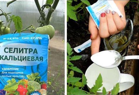 Кальциевая селитра (нитрат кальция): 12 фото, применение удобрения для ...