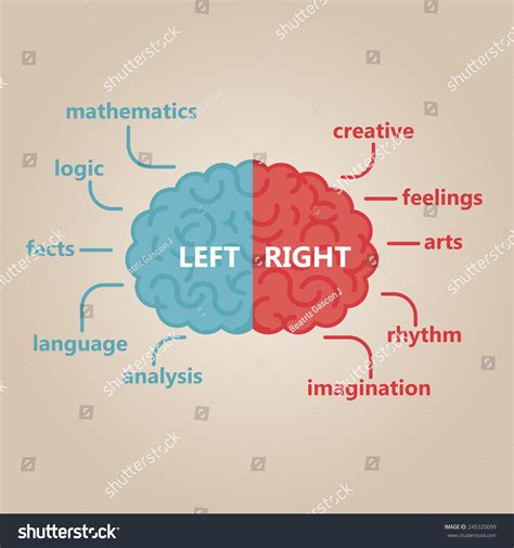 Left Right Human Brain Illustration Stock Vector (Royalty Free ...