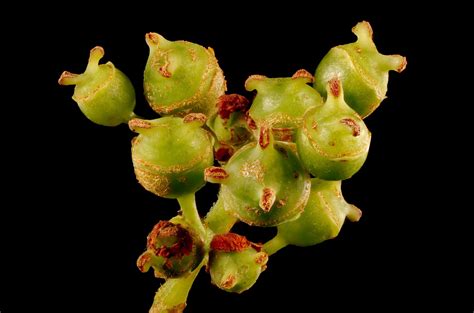 Hydrangea Petiolaris Siebold Zucc Plants Of The World Online Kew