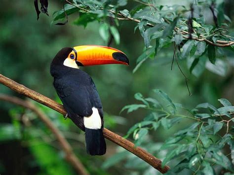 Toco Toucan Toco Toucan Stock Hd Wallpaper Pxfuel