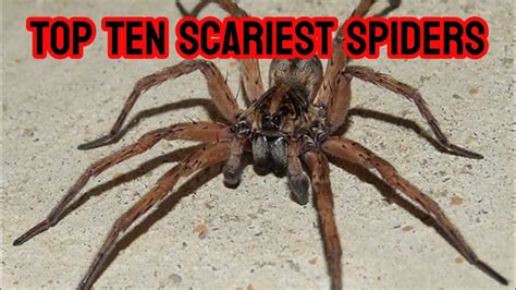 Top Ten Scariest Spiders YouTube